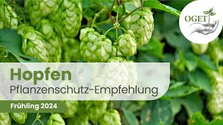 Pflanzenschutz Beratung  Hopfen 2024 [upl. by Ainot]