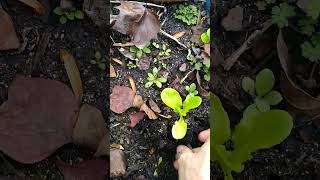 Transplanting Romaine Lettuce 🥬 garden vlog growyourownfood starwarsmusic [upl. by Tamar973]