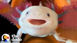 Axolotls Have The Cutest Yawns  The Dodo [upl. by Romney]