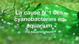 La cause N°1 des cyanobactéries en aquarium [upl. by Kane594]