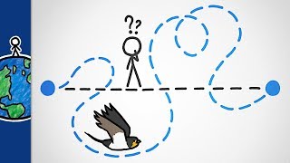 Why Do Birds Migrate Like This [upl. by Harper]