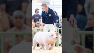 The Moment and The Picture Krew showing his landrace showpig at a livestock show showpig pigs [upl. by Ayhtnic]