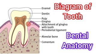 Diagram of tooth  part of tooth  Dental anatomy [upl. by Huda756]