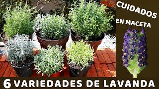 NO VOLVERAS A PERDER TU PLANTA DE LAVANDA CON ESTOS CUIDADOS [upl. by Vaasta]