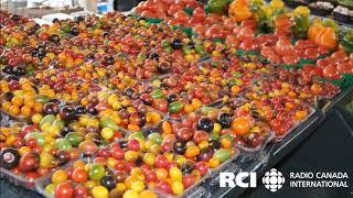 JeanTalon Market in Montreal [upl. by Arza84]