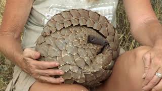 What is a Pangolin  The Pangolin No Time to REST [upl. by Yduj]