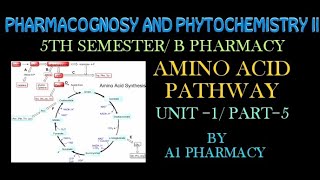 Amino acid pathway 5 pharmacognosy and phytochemistry  b Pharmacy 5th semester [upl. by Eiramait375]