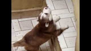 Cachorro Husky llorando [upl. by Nolra]