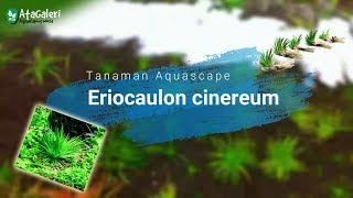 Tanaman Aquascape Eriocaulon cinereum Banyak ditemukan disawah  edisi hunting  Atagaleri [upl. by Dietrich71]