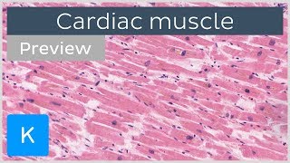 Cardiac muscle characteristics functions and location preview  Human Histology  Kenhub [upl. by Niran648]