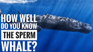 Sperm whale  Description Characteristics and Facts [upl. by Suhpesoj]