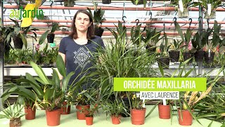 MAXILLARIA des ORCHIDÉES très PRISÉES des COLLECTIONNEURS [upl. by Barram]