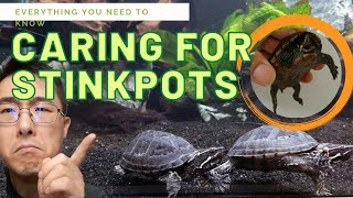 How to keep Stinkpot Turtles Common Musk Turtles  Pet Care  15 Facts amp Information [upl. by Halludba969]