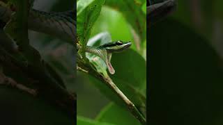 Watch this Parrot snake Yawning in Corcovado [upl. by Cowden885]