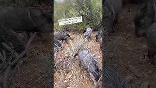 Adorable javelinas javelina wildanimals grandcanyon shorts usa nature adorable us [upl. by Nylac]