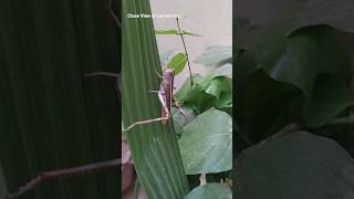 Sound of Locust  What does a locust eat locustinsect locusts insects amazinginsects shorts [upl. by Dett]