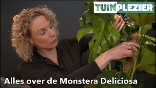 Alles over de Monstera Deliciosa  Gatenplant  TUINPLEZIER [upl. by Aisaim776]