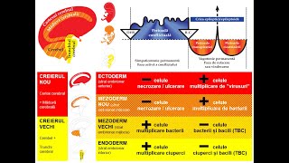 Cele 5 Legi Biologice ale Naturii după Noua Medicina Germana cu Traducere inclusa [upl. by Myriam]