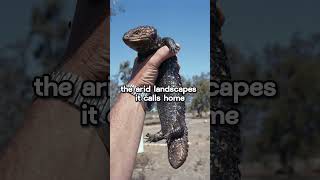 Eastern Shingleback Skink Australias Unique Lizard 🦎🌵 [upl. by Howell]