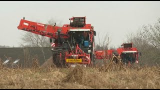 schorseneren rooien  loonbedrijf weltjens Bocholt  Deutz 7250 TTV  2X Dewulf RA3060 [upl. by Saibot]