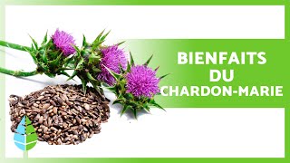 CHARDONMARIE 🌿💜 Propriétés BIENFAITS comment en CONSOMMER et CONTREINDICATIONS [upl. by Compte]