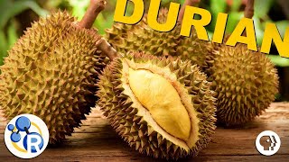 The Smell of Durian Explained ft BrainCraft Joe Hanson Physics Girl amp PBS Space Time [upl. by Meaghan]