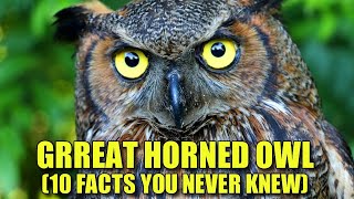 Great Horned Owl 🦉 10 FACTS You NEVER KNEW [upl. by Conlee]