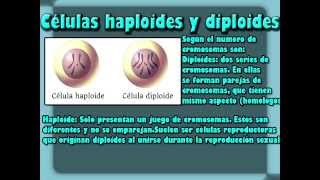 Cromosomas haploides y diploides [upl. by Ardell]