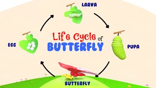 Life Cycle of a Butterfly  Life Of A Butterfly  4 Stages of Butterfly Life Cycle  Metamorphosis [upl. by Irvin780]