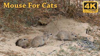 Cat Tv  Gerbils in The Desert  Mouse Fun in Holes For Cats To Watch  4K Tv for Cats [upl. by Ytissahc142]