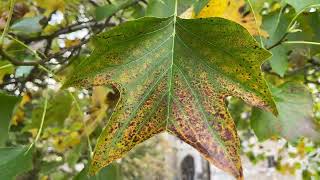 Tulip tree  leaf  October 2024 [upl. by Atnohs]