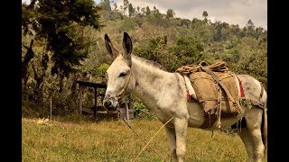 Características de los Arrieros de Mulas Parte I TvAgro por Juan Gonzalo Angel [upl. by Eehc]