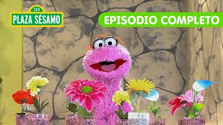 Plaza Sésamo La palabra del día FRAGANCIA con Lola  Episodio completo [upl. by Hyo]