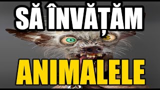 Sa invatam animalele [upl. by Herzberg]