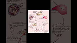 Life cycle of plasmodium vivax  class 12th cbse biology [upl. by Ecnatsnok]