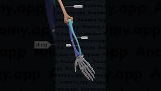 Biomechanics of the upper limb pronation and supination [upl. by Mutua]