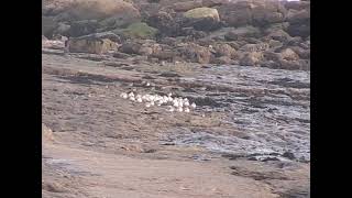 Birds rest out the stormy seas Oystercatchers purple sandpipers shorebirds [upl. by Ellehsar228]