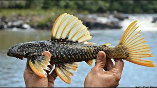 Os Maravilhosos peixinhos de riacho  Hypostomus luteus [upl. by Morice]