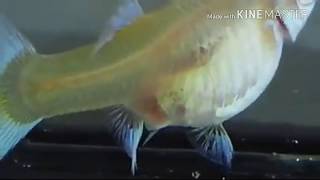 Guppy fish giving Birth50 babies [upl. by Nelia725]