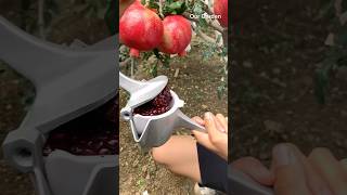 Pomegranate juice 🧃 trendingshorts fruit recommended [upl. by Atyekram]