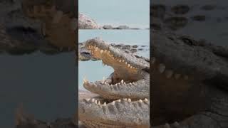 quotSecrets of crocodilequot crocodile assistant birds egyptian plover [upl. by Engle]