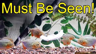 12 Red belly piranha feeding frenzy A MUST SEE VIDEO [upl. by Steward]