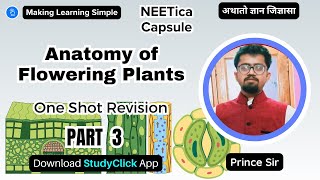 Anatomy of Flowering Plants  One Shot Revision  Plant Tissue System  PART3  NCERT Class 11 neet [upl. by Neersin]