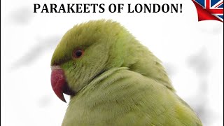 The Wild Parakeets of St Jamess Park London [upl. by Arlene]