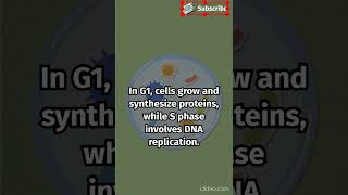 Understanding the cell cycle key stages shorts ytshorts biology sciencenews [upl. by Laverna]