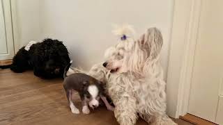 5 week old puppies breed Chinese Crested [upl. by Tdnaltroc]