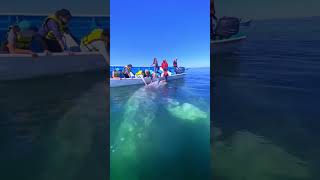 Amazing Whale in the Sea 🐋 So Beautiful AmaZing amazingvideo fish beautiful whale whaleshark [upl. by Noslien]