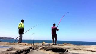 Punchbowl 23122016 2 pinkys 1 big whiting then reels screams Huge kingfish off the Punchbowl [upl. by Maccarone338]