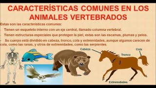 Los animales vertebrados [upl. by Aroon119]