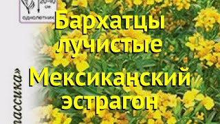 Бархатцы Краткий обзор описание характеристик tagetes patula nana Мексиканский эстрагон [upl. by Anisamot]